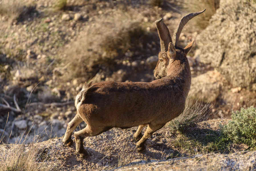 Muflón - Chinchilla de Montearagón - Albacete - Castilla la Mancha - España 3 .jpg